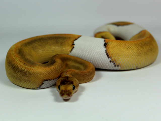 Www.snakeguy.de - Captive Bred Corn Snakes, Ball Pythons, Boas